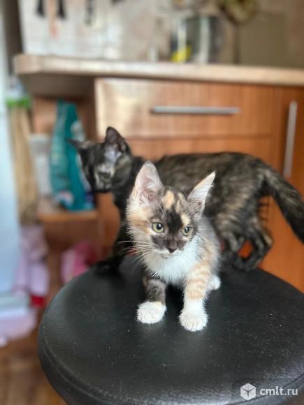 Котята в добрые руки. Фото 1.