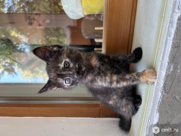 Котята в добрые руки. Фото 8.