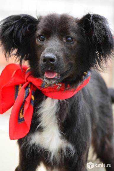 Милый ушастик в добрые руки. Фото 1.