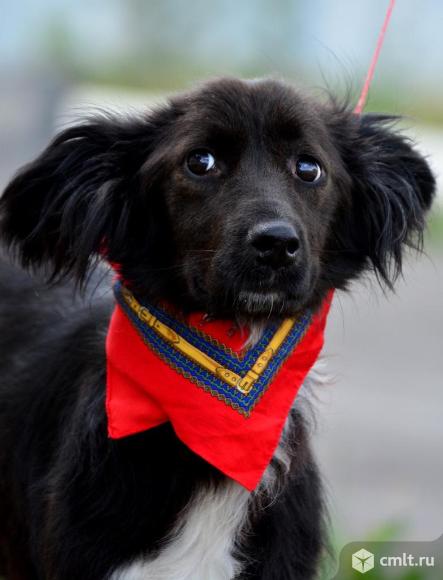 Милый ушастик в добрые руки. Фото 7.