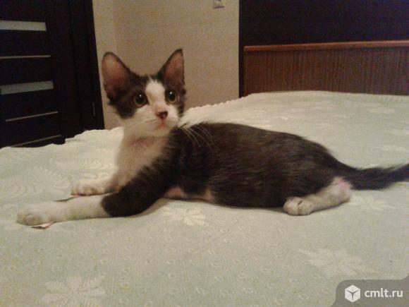 Черно - белый котенок (3 мес). Фото 1.