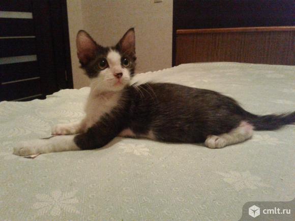 Черно - белый котенок (3 мес). Фото 5.