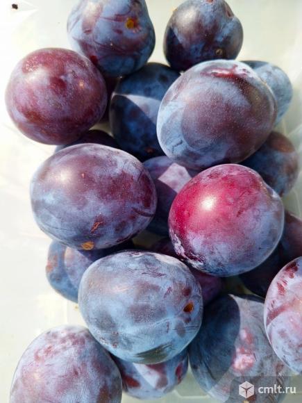 Сливы. Фото 1.