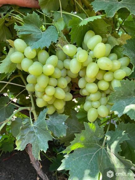 Виноград. Фото 1.