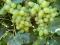 Виноград. Фото 1.