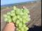 Виноград. Фото 3.