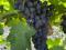 Виноград. Фото 5.