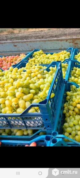 Виноград. Фото 8.