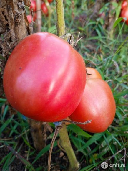 Помидоры. Фото 1.