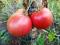 Помидоры. Фото 3.