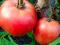 Помидоры. Фото 4.