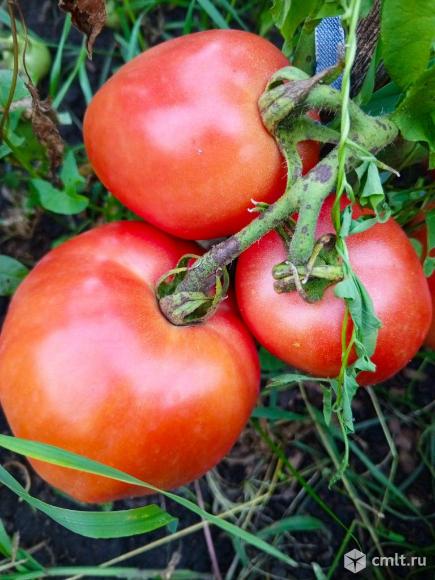Помидоры. Фото 7.