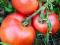Помидоры. Фото 7.