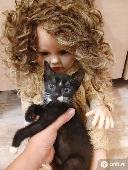 Котята в добрые руки. Фото 1.