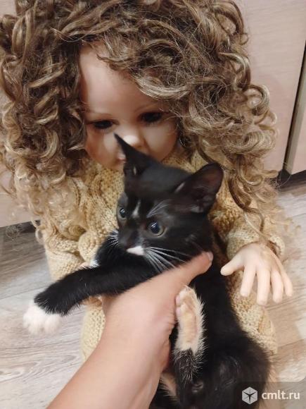 Котята в добрые руки. Фото 3.