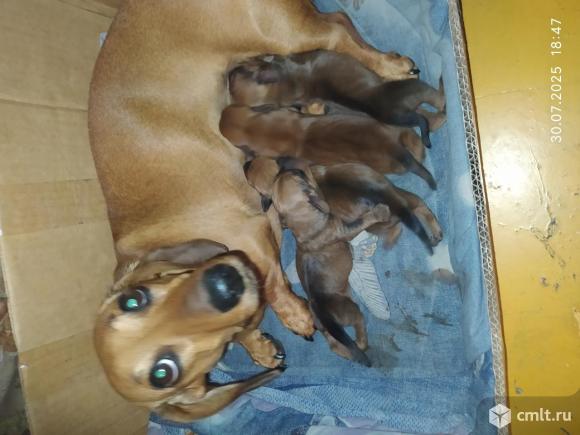 Щенки таксы. Фото 1.