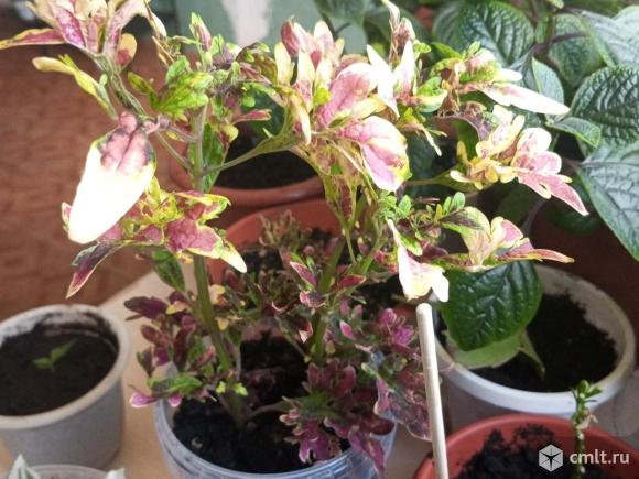 Продаю комнатные цветы. Фото 12.