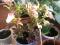 Продаю комнатные цветы. Фото 12.