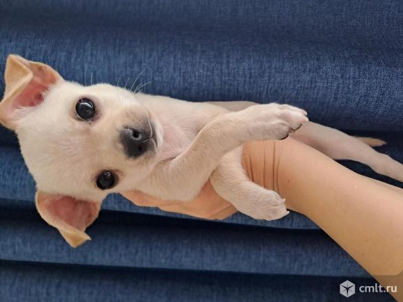 Щенки чихуахуа мини. Фото 2.