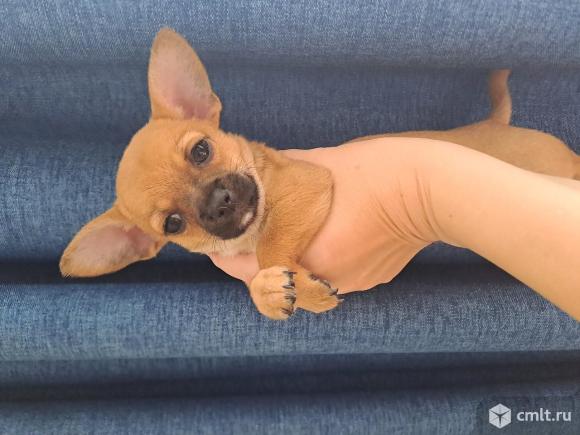 Щенки чихуахуа мини. Фото 1.