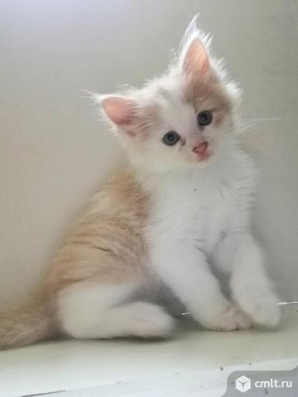 Котята в добрые руки. Фото 1.