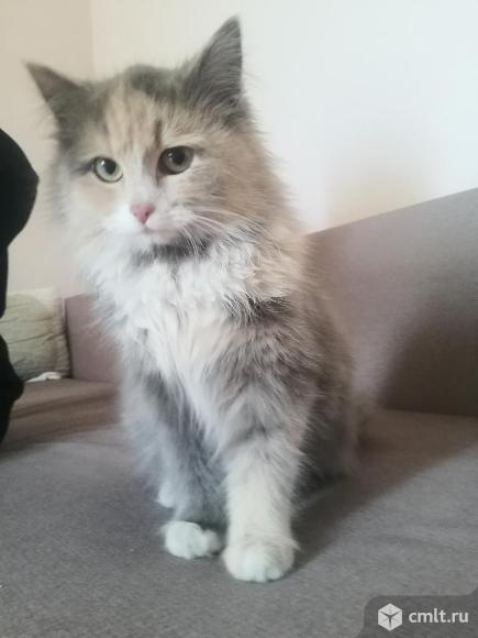 Котята в добрые руки. Фото 4.