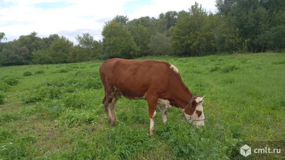 Корова, первый отел. Фото 4.