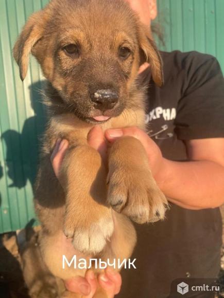 Щенкам нужен дом. Фото 1.