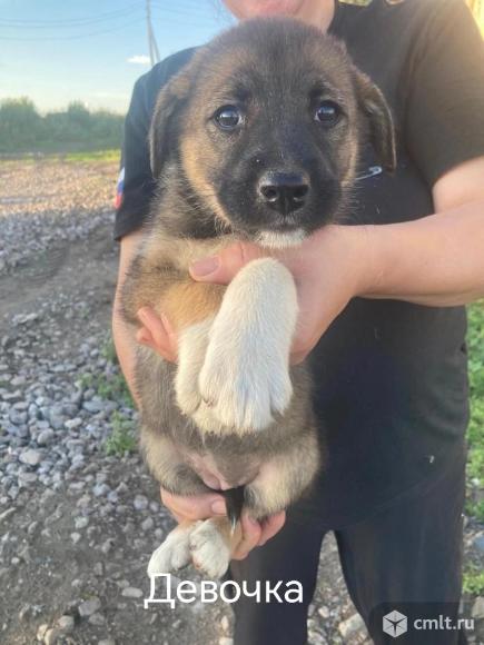 Щенкам нужен дом. Фото 6.