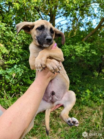 Щенки в добрые руки. Фото 1.