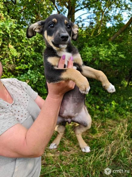 Щенки в добрые руки. Фото 5.