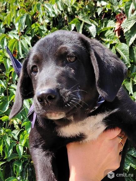 Щенкам подкидышам нужен дом. Фото 1.