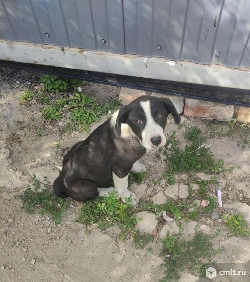 Щенкам подкидышам нужен дом. Фото 6.