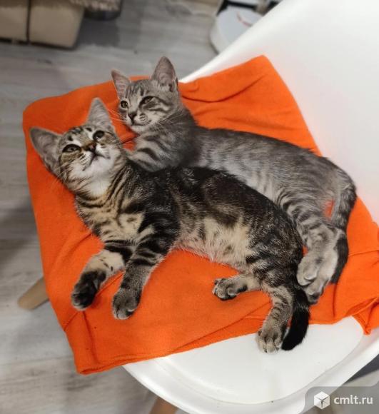 Вася и Мася ищут дом. Фото 1.