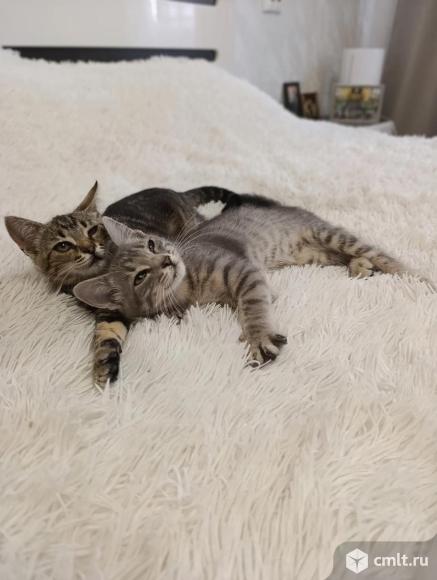 Вася и Мася ищут дом. Фото 4.