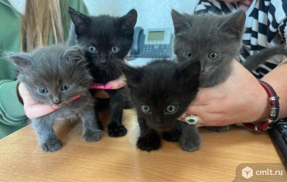 Котята малыши ищут дом. Фото 1.