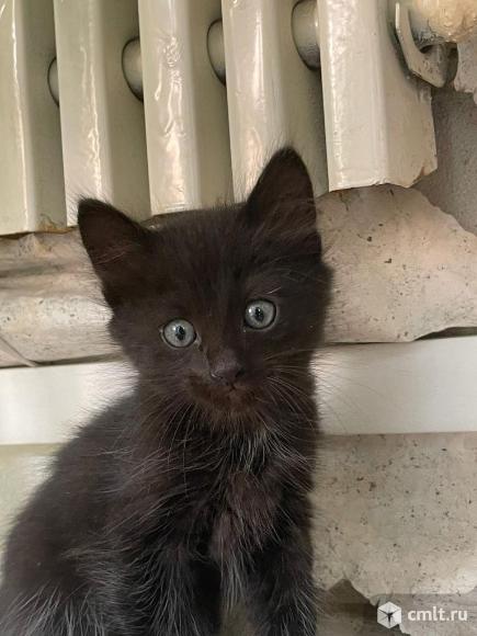 Котята малыши ищут дом. Фото 4.