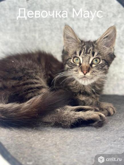 Кошечка Маус ищет дом. Фото 1.