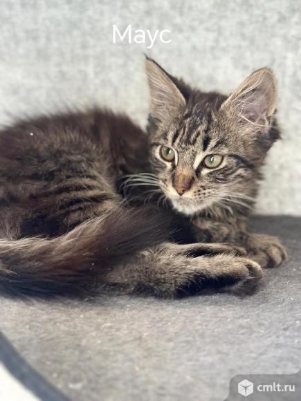 Кошечка Маус ищет дом. Фото 2.