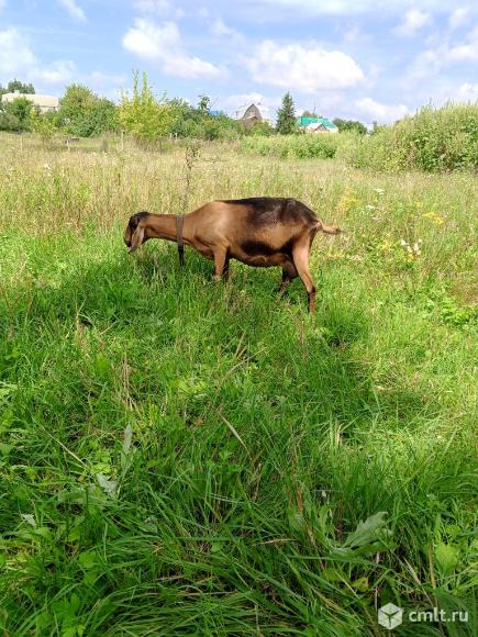 Коза нубийская дойная, удой 3 л, 2 окота, 9 тыс. р. Фото 1.
