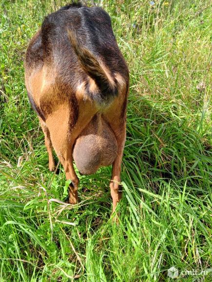 Коза нубийская дойная, удой 3 л, 2 окота, 9 тыс. р. Фото 3.