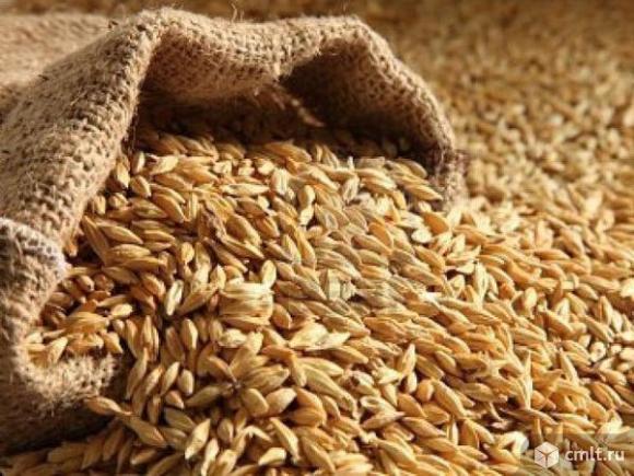 Продаю зерно. 1 тонна 100 кг. Фото 1.