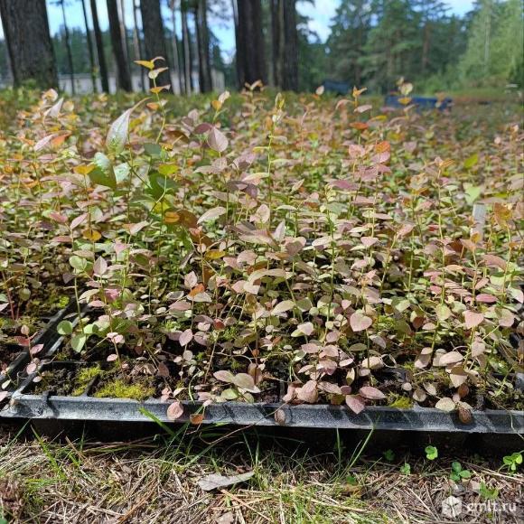 Саженцы голубики 10-15см в кассетах, оптом. Фото 1.