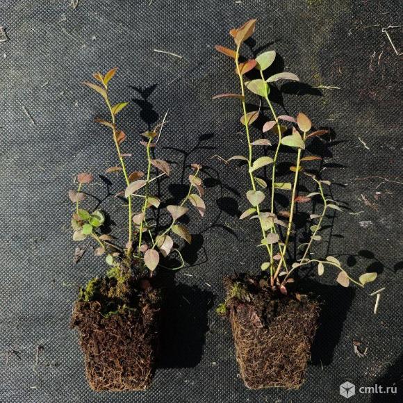 Саженцы голубики 10-15см в кассетах, оптом. Фото 2.