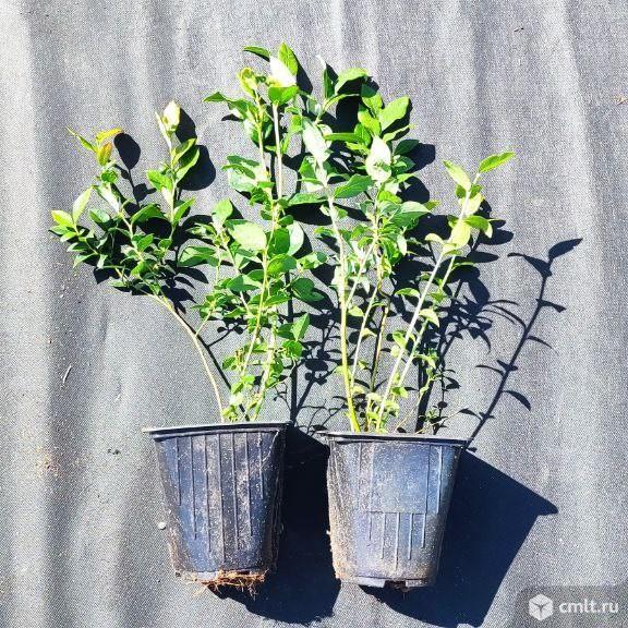 Саженцы голубики 30-50см оптом с доставкой. Фото 1.