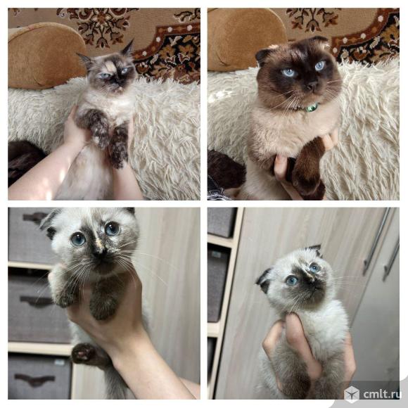 Тайские котята (Котопесики)2 мес. Фото 1.