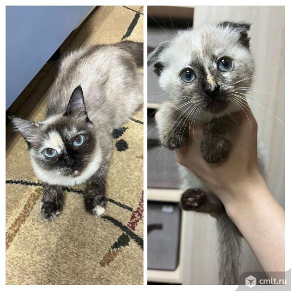 Тайские котята (Котопесики)2 мес. Фото 11.