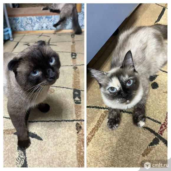 Тайский котёнок 2 мес. Фото 8.