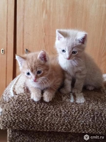Котята. Фото 1.