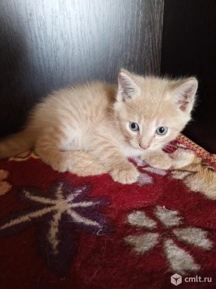 Котята. Фото 4.